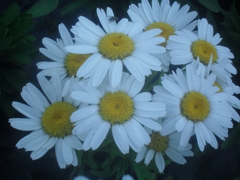 Leucanthemum maximum - Shasta Daisy Snow Lady